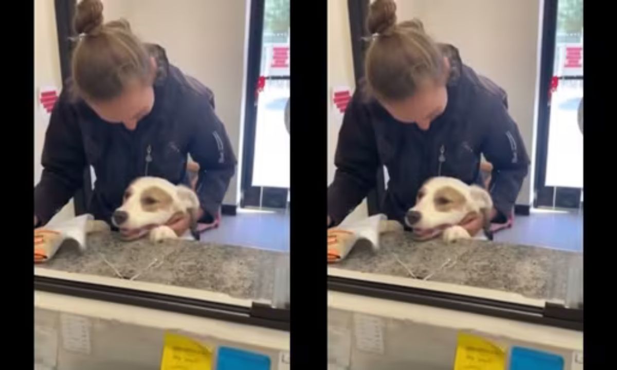 Shelter Dog's Joyous Adoption Reaction A Smile-Inducing Watch!